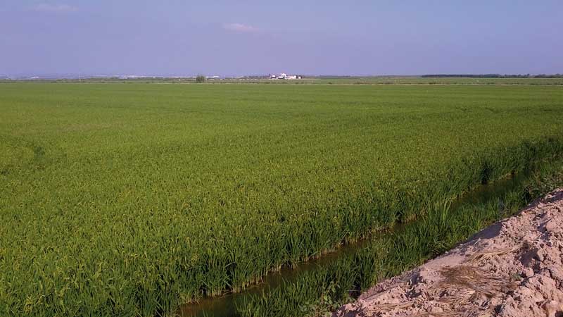 rizière Albufera Espagne