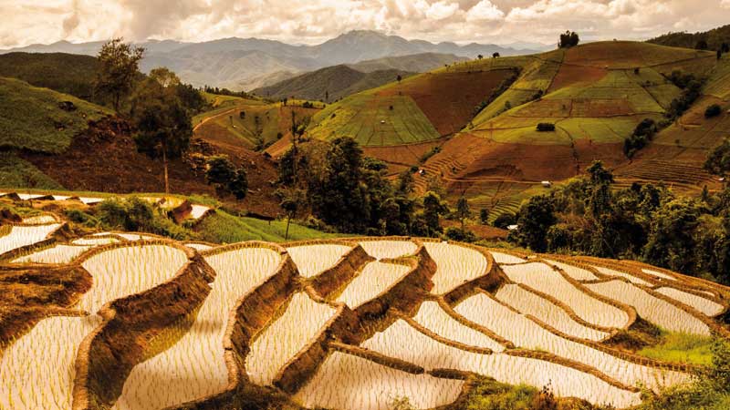 Rizieres de Thaïlande